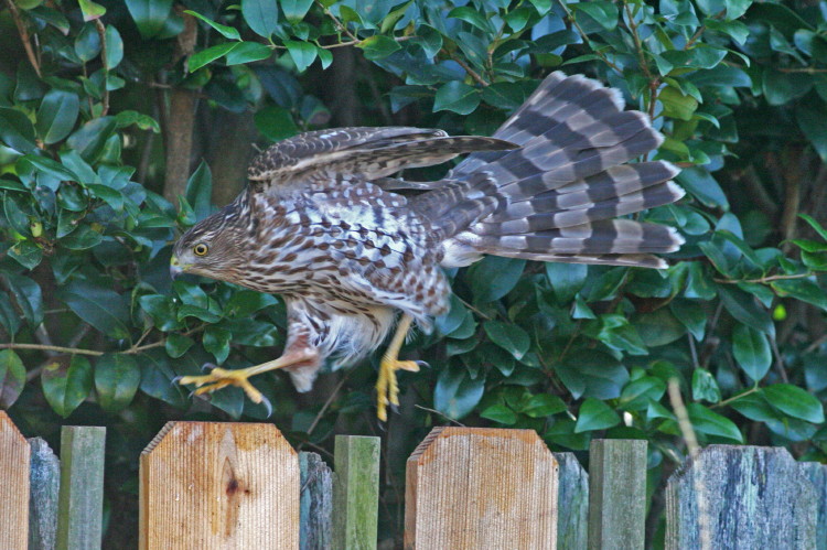 Cooper's Hawk