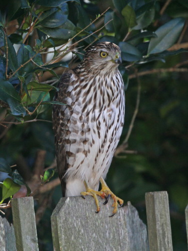 Cooper's Hawk