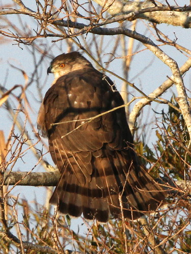 Cooper's Hawk