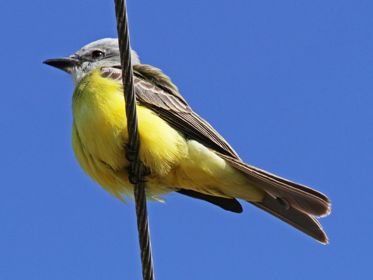 Couch's Kingbird