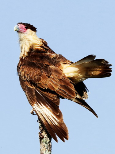 &nbsp;Crested Caracara