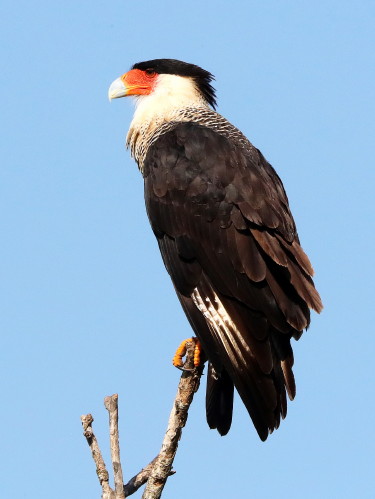 &nbsp;Crested Caracara