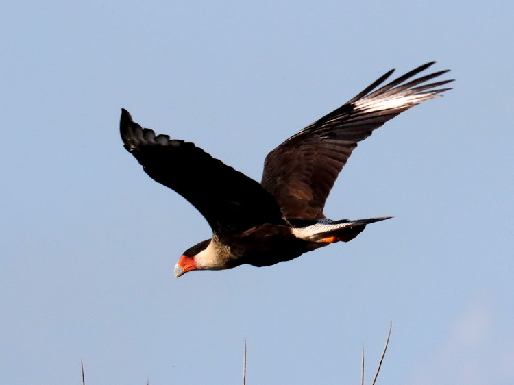 Crested Caracara