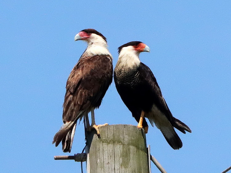 &nbsp;Crested Caracara
