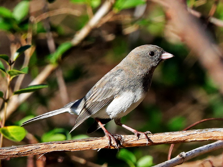 Dark-eyed Junco