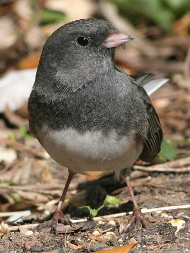 Dark-eyed Junco