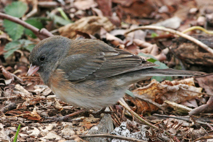 Dark-eyed Junco