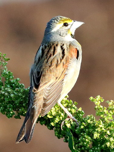 Dickcissle