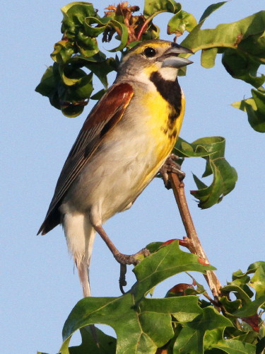 Dickcissel