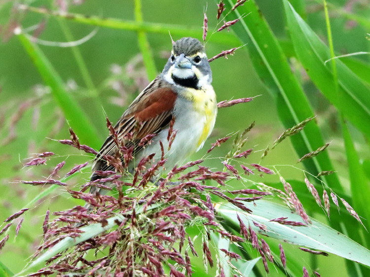 Dickcissle