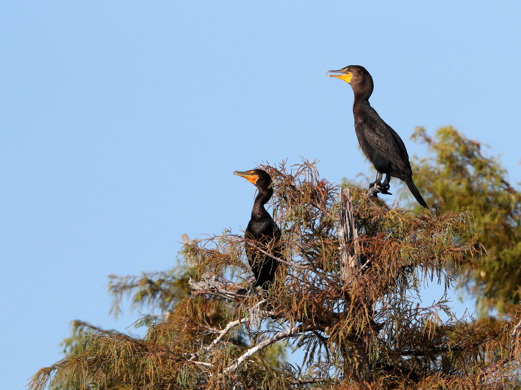 Double-crested Cormorant