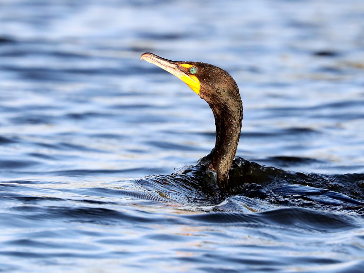 Double-crested Cormorant