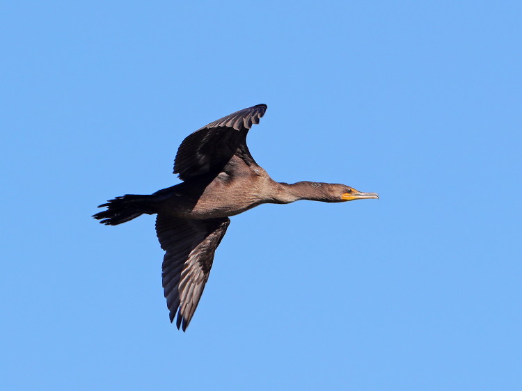 Double-crested Cormorant