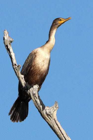 Double-crested Cormorant