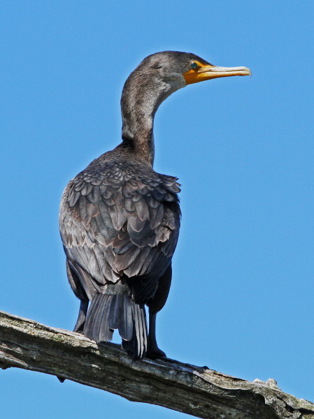 Double-crested Cormorant