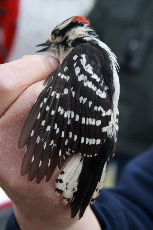 Downy Woodpecker