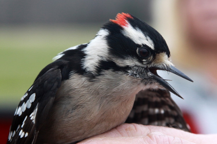 Downy Woodpecker