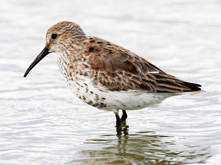 Dunlin