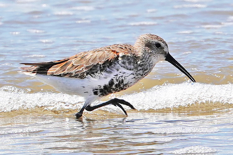 Dunlin