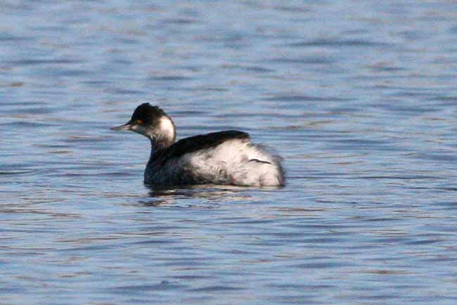 Eared Grebe