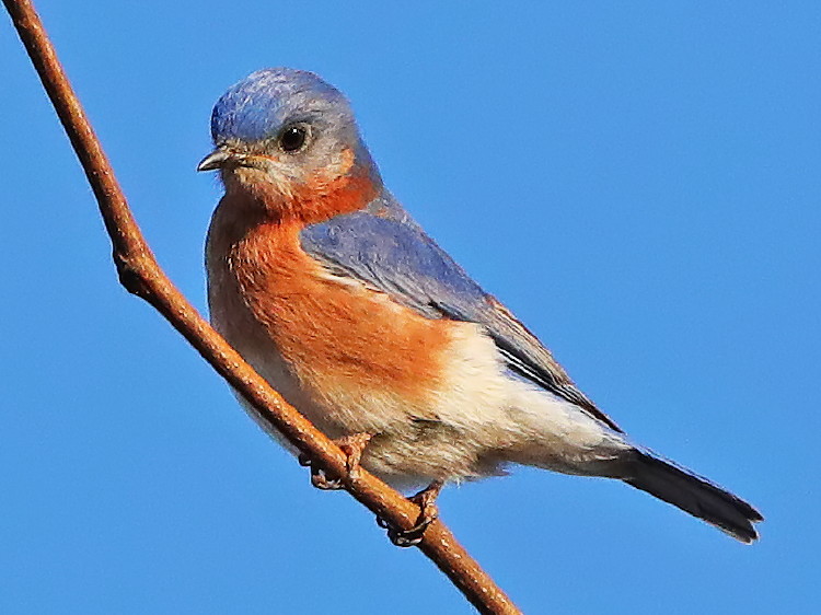 Eastern Bluebird