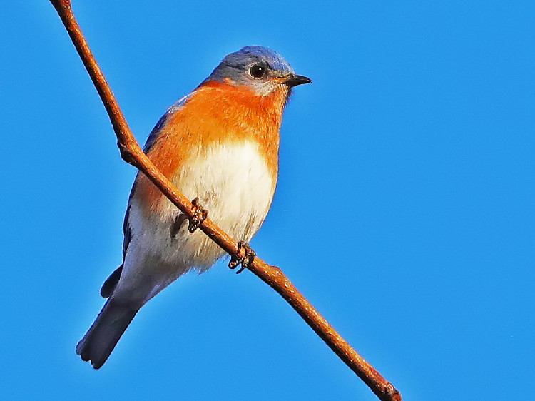 Eastern Bluebird