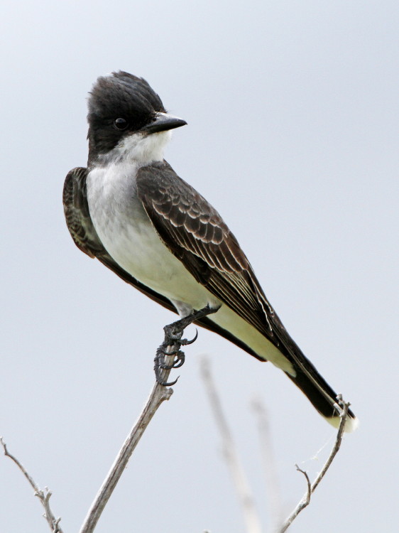 Eastern Kingbird