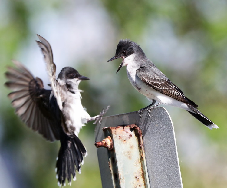 Eastern Kingbird