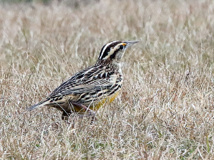 Eastern Meadowlark
