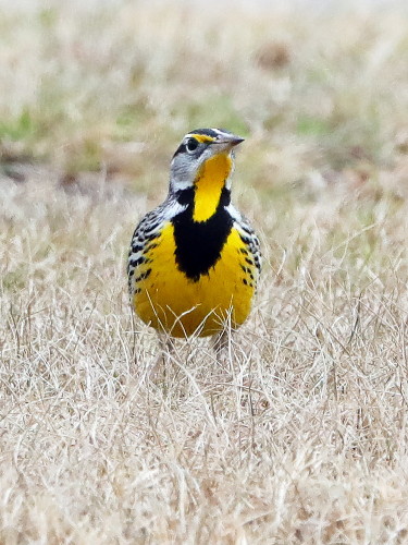 Eastern Meadowlark