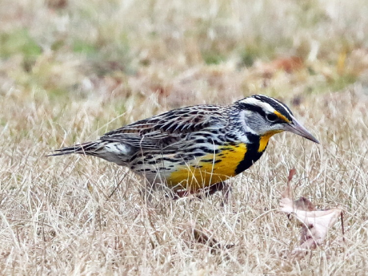 Eastern Meadowlark