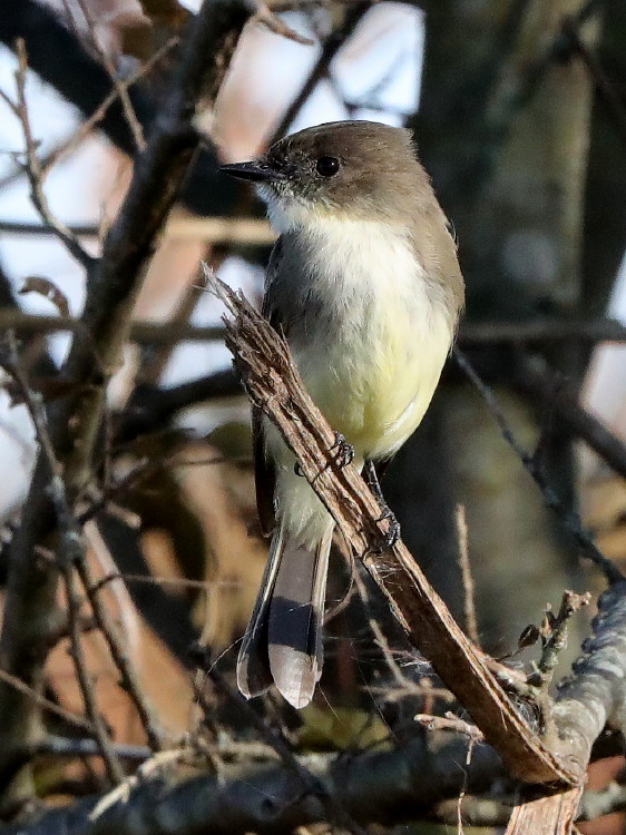 Eastern Phoebe