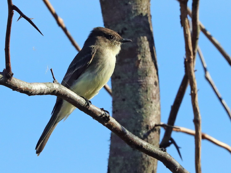 Eastern Phoebe
