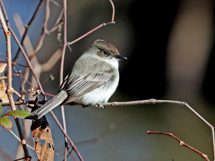 Eastern Phoebe