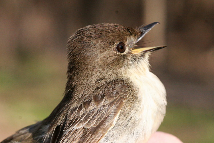 Eastern Phoebe