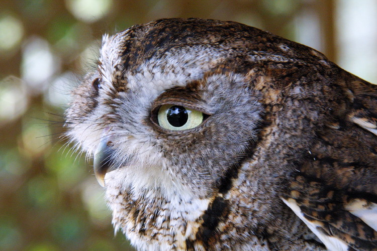 Eastern Screech Owl