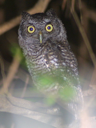Eastern Screech Owl 