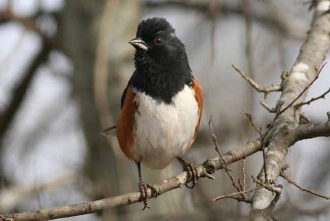 Eastern Towhee