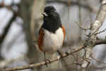Eastern Towhee