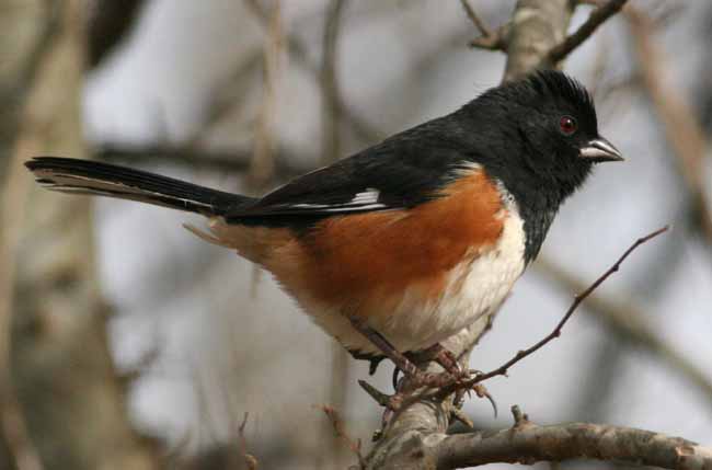 Eastern Towhee