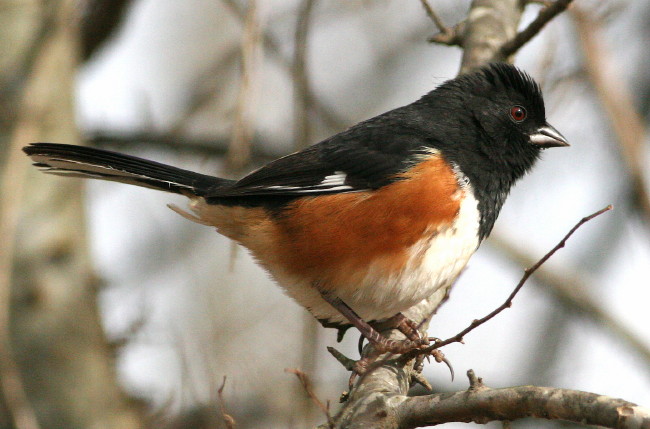 Eastern Towhee