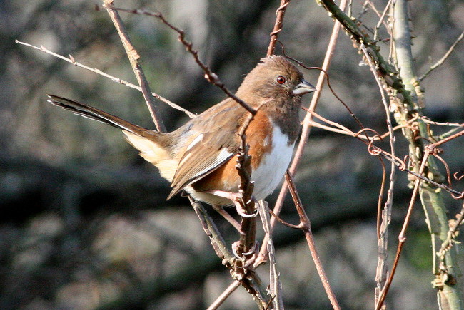Eastern Towhee