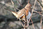 Eastern Towhee