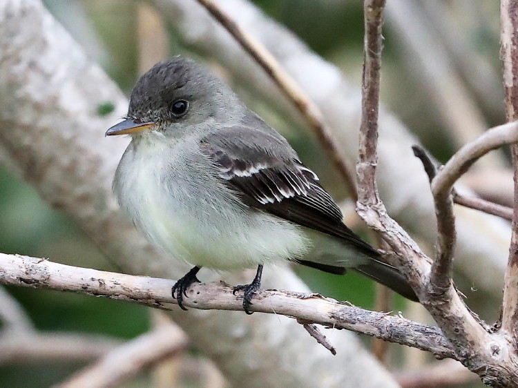Eastern Wood-Peewee