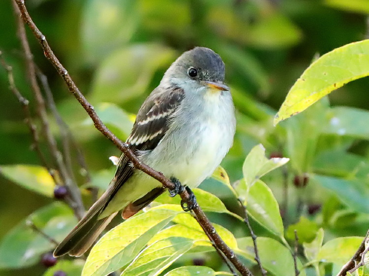 Eastern Wood-Pewee