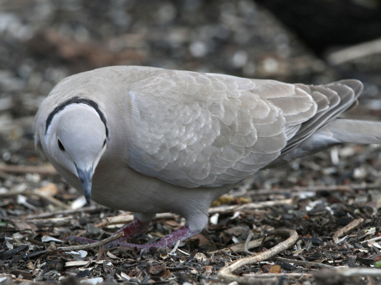Eurasian Collared-Dove
