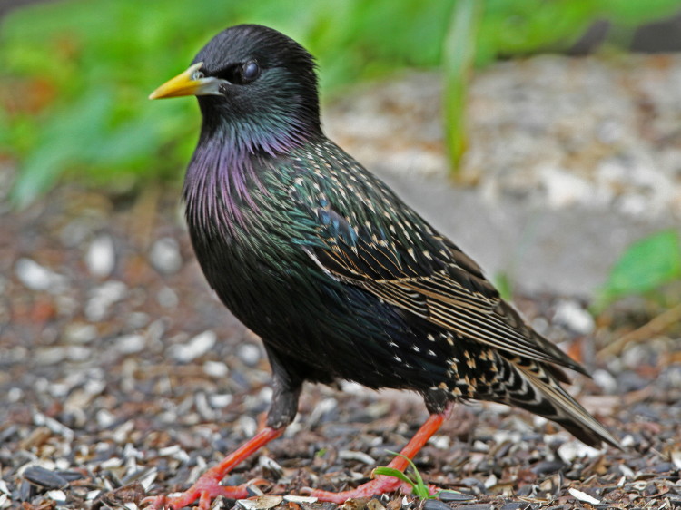 European Starling