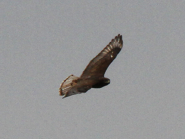 Ferruginous Hawk