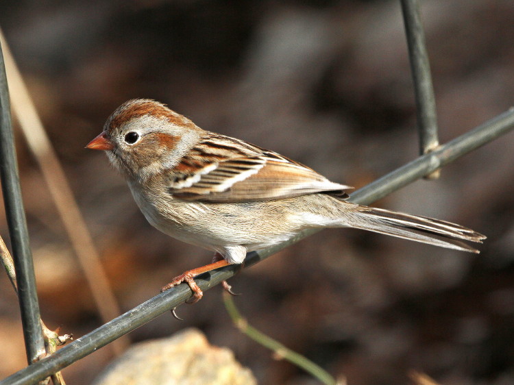Field Sparrow