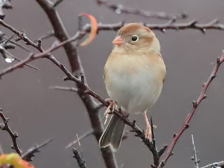 Field Sparrow